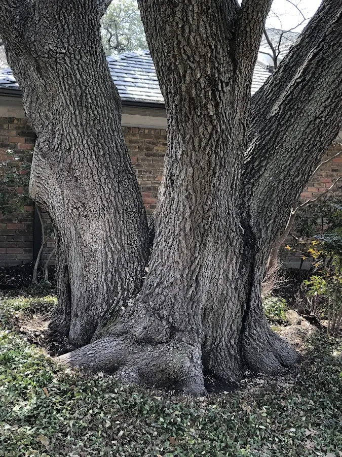 Mature heritage tree close to a Latrobe property cared for by certified arborists